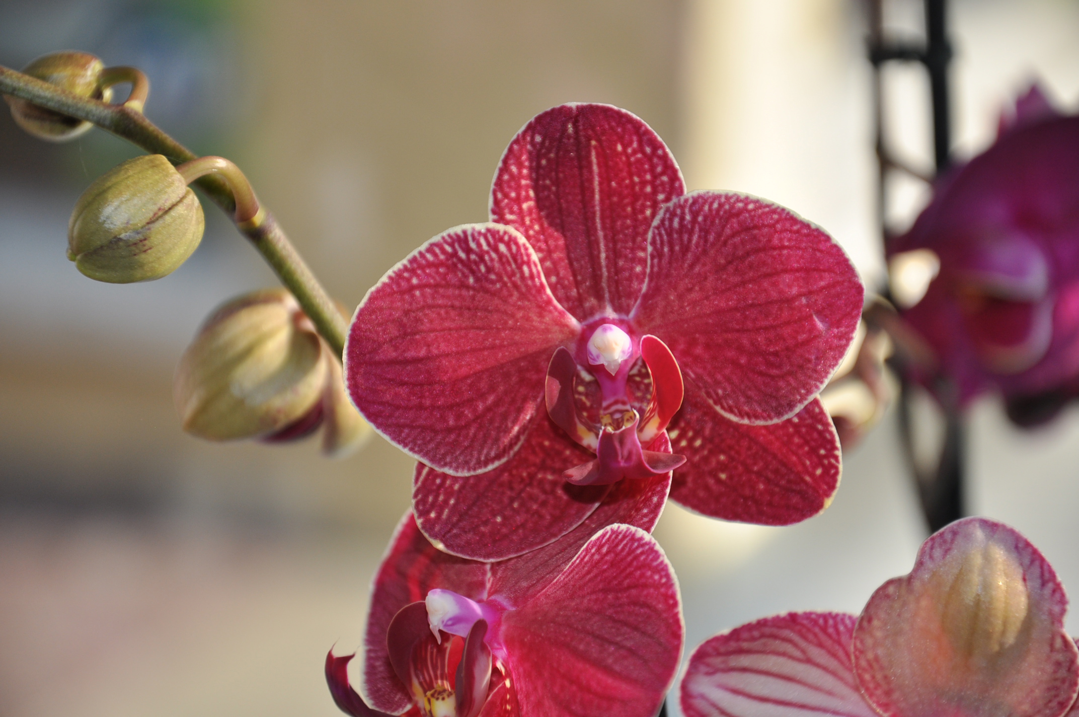 Orchidée phalaénopsis – Chlorophylles Fleurs – Bourg Saint Maurice